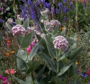 Asclepias Speciosa